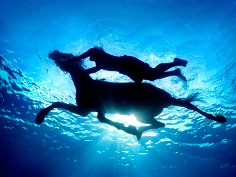 silhouette of horse and rider underwater