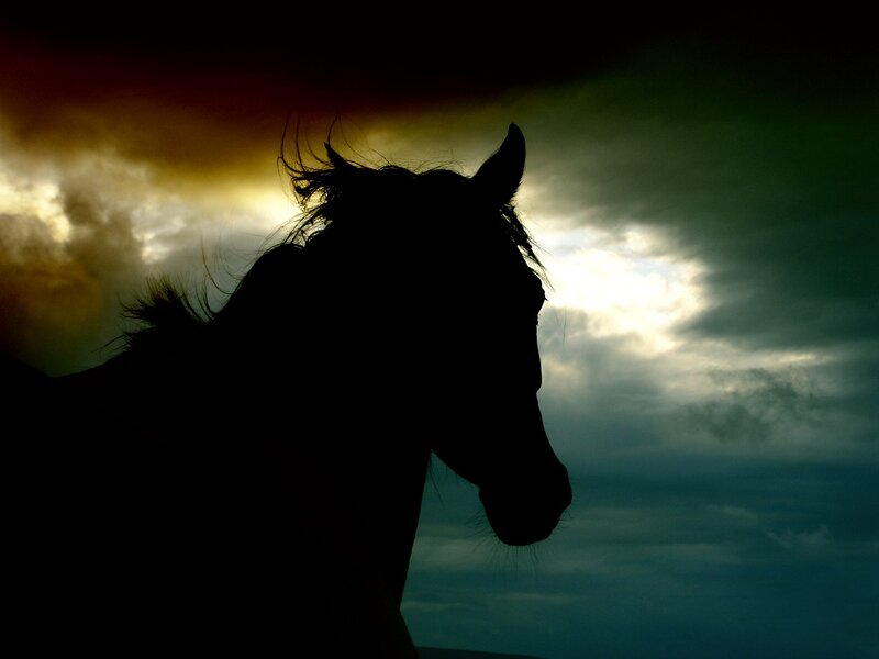 silhouette of horse at sunset