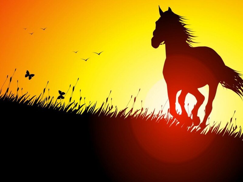 silhouette of horse at sunset