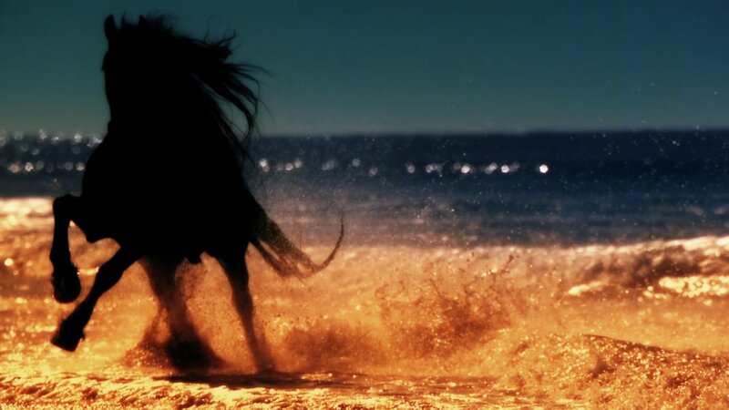 Silhouette of Horse — Black
