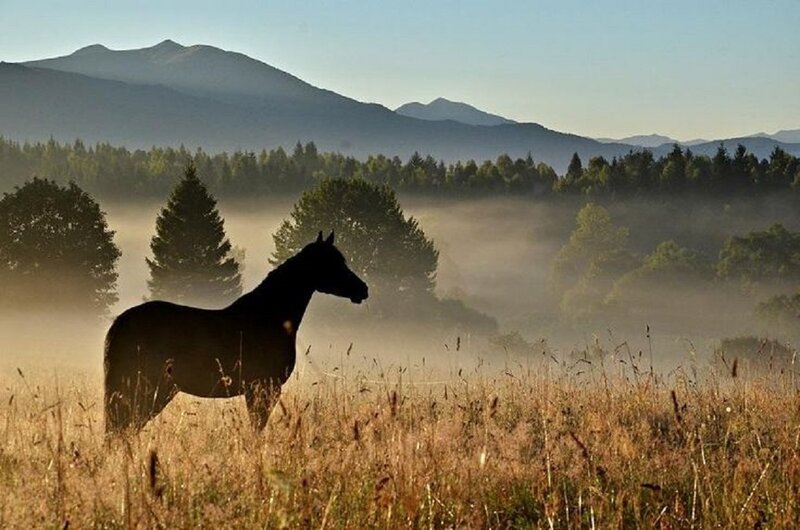 Silhouette of Horse — Brown