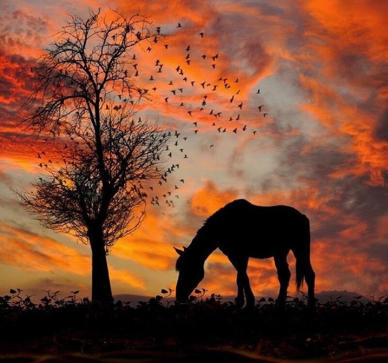 Silhouette of Horse Grazing