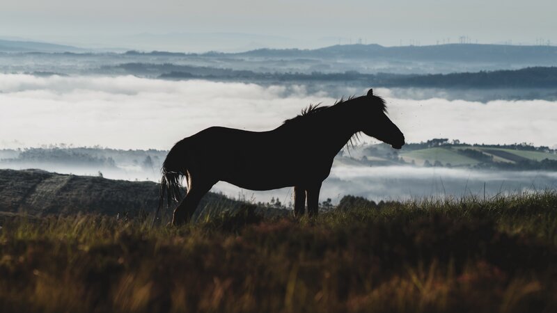 Silhouette of Horse — Green, Serene, Morning
