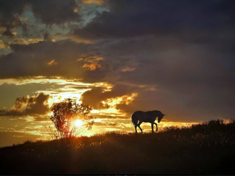 Silhouette of Horse — Orange, Dramatic, Sunset