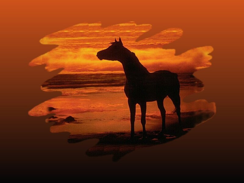 Silhouette of Horse — Orange