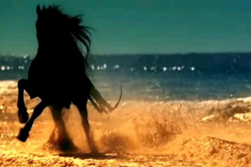 Silhouette of Horse Running — Black