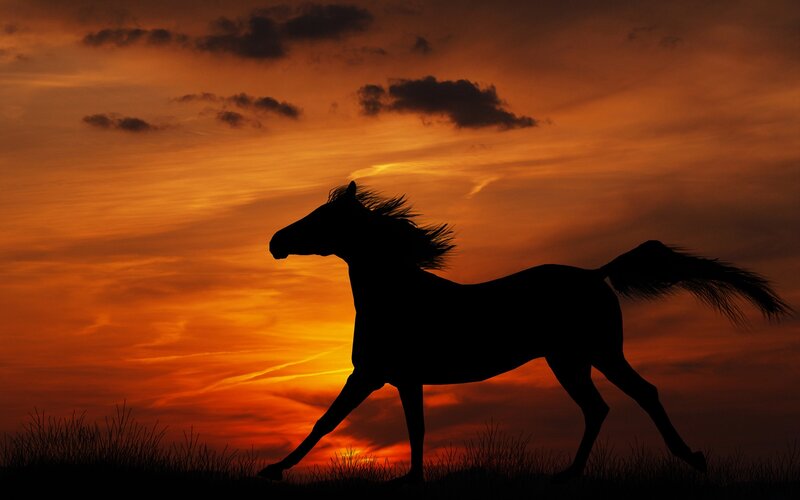 Silhouette of Horse Running — Orange, Dramatic, Sunset