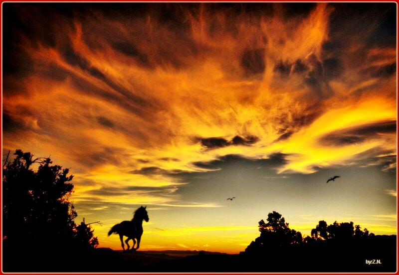 Silhouette of Horse Running — Orange, Dramatic