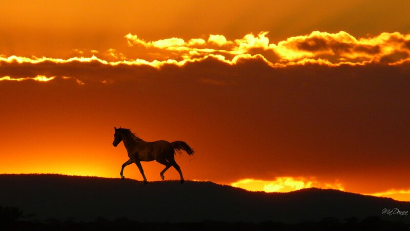 Silhouette of Horse Running — Orange