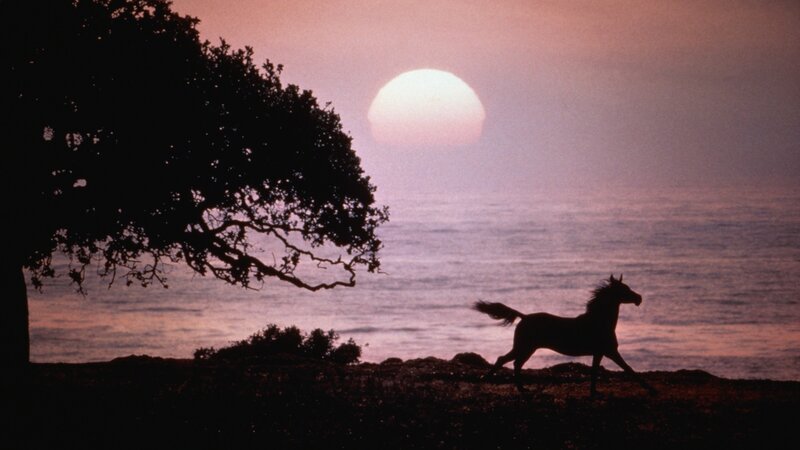 Silhouette of Horse Running — Purple, Serene, Sunset