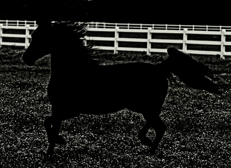 Silhouette of Horse Running