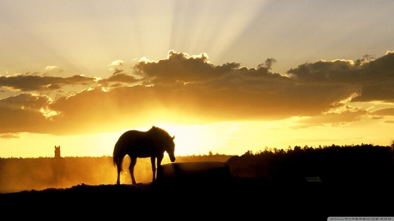 Silhouette of Horse