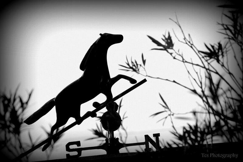 Silhouette of Horse Weathervane