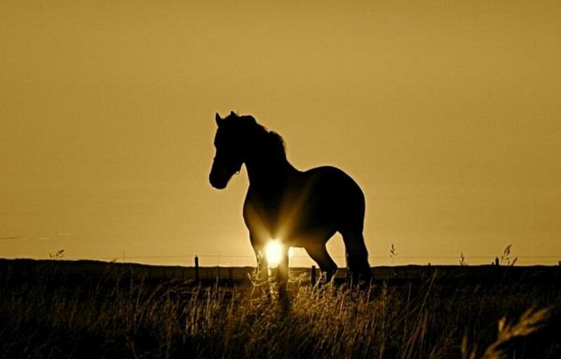 Silhouette of Horse — Yellow, Dramatic, Sunset