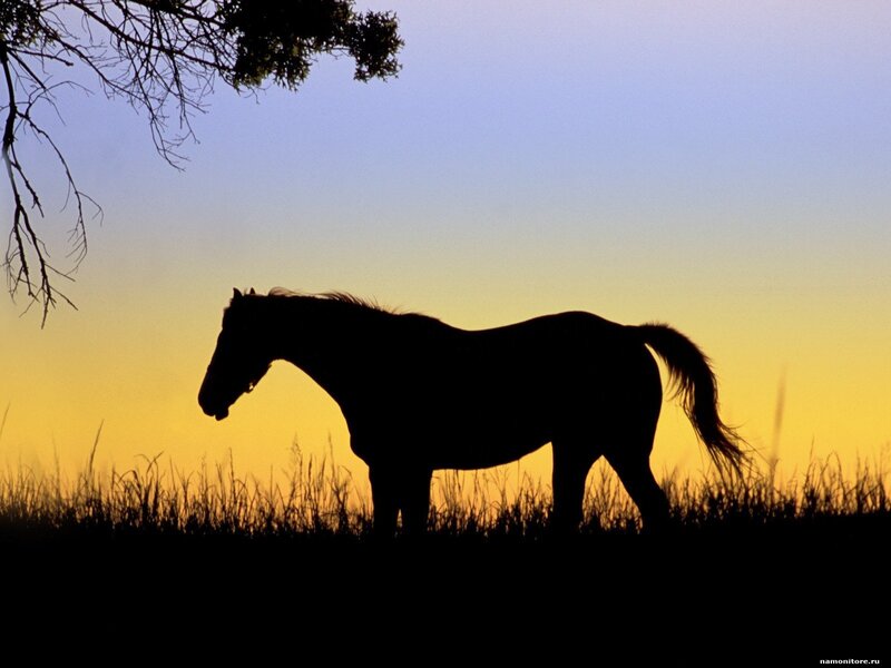 Silhouette of Horse — Yellow