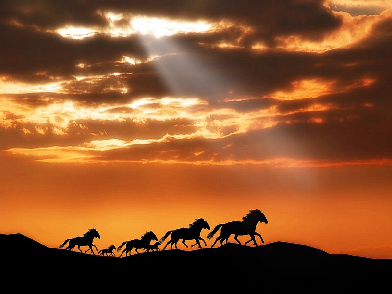 Silhouette of Horses