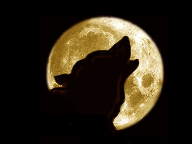 Silhouette of Howling Wolf