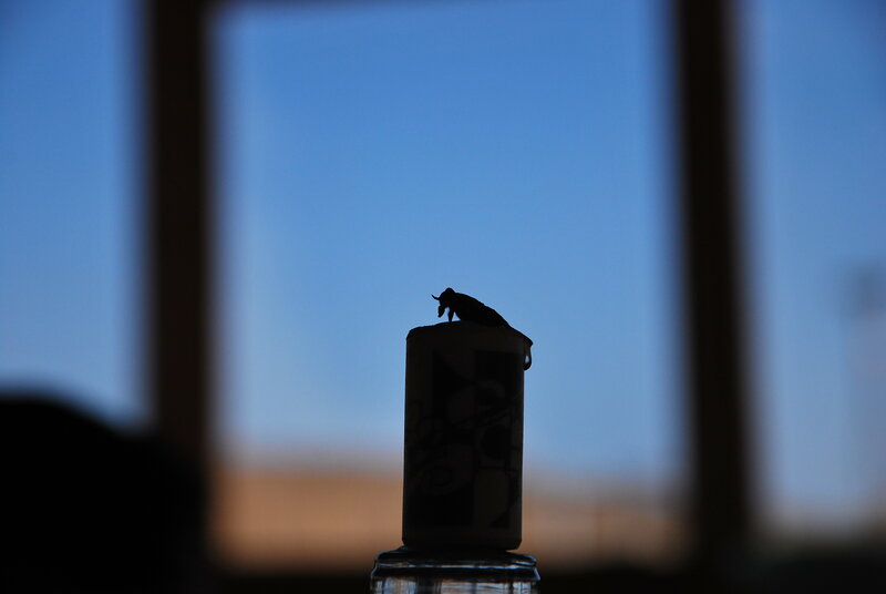 silhouette of insect on bottle