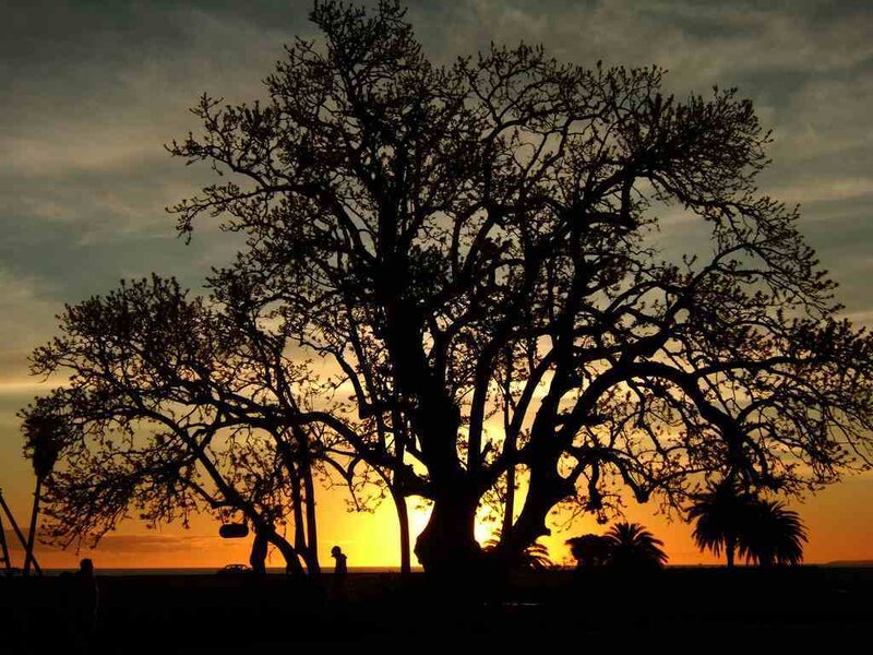 Silhouette of Large Tree