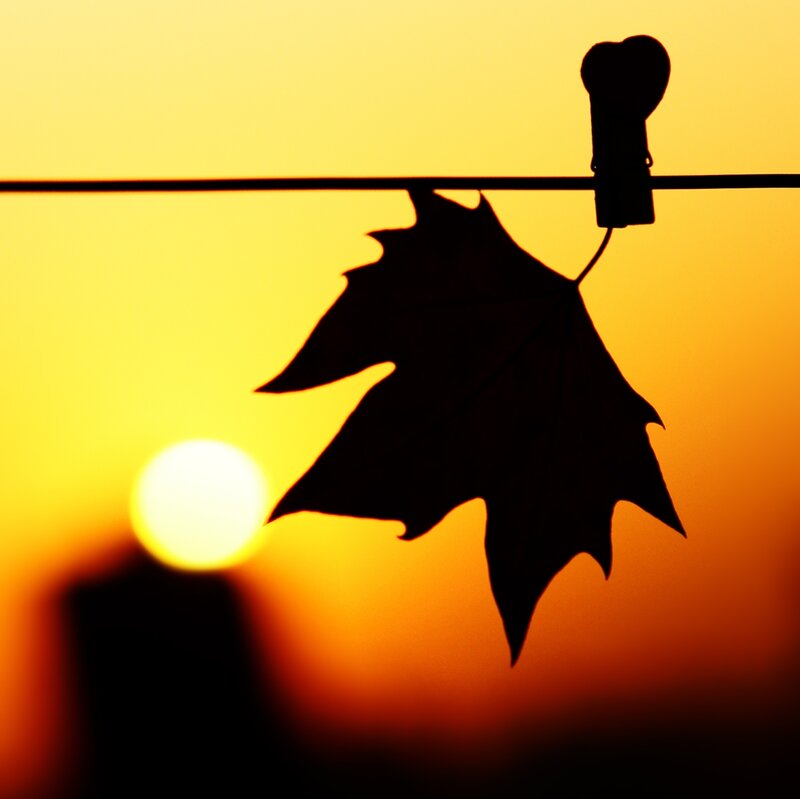 Silhouette of Leaf on Clothesline