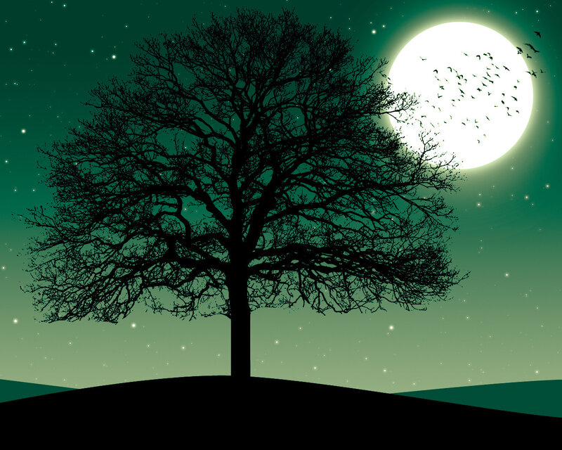 Silhouette of Leafless Tree