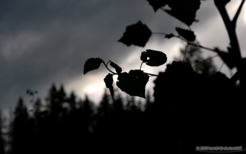 silhouette of leaves against cloudy sky