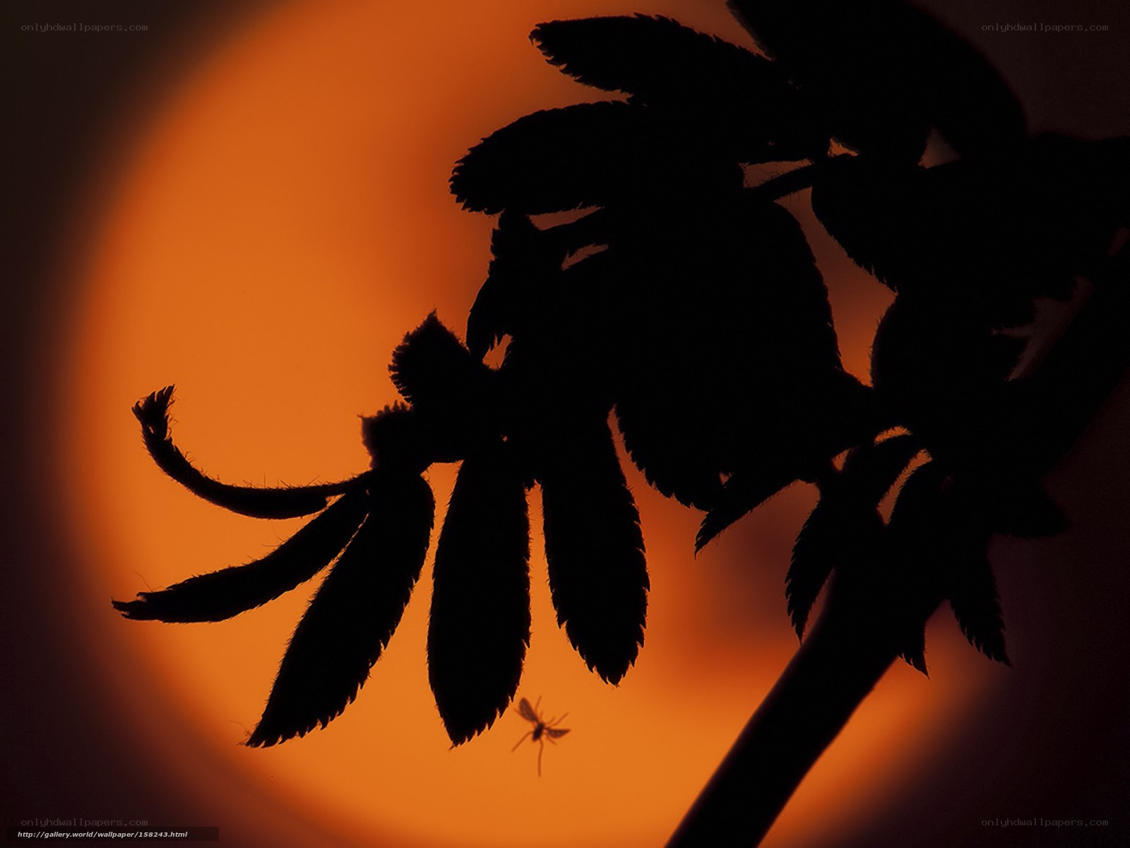 Silhouette of leaves at sunset