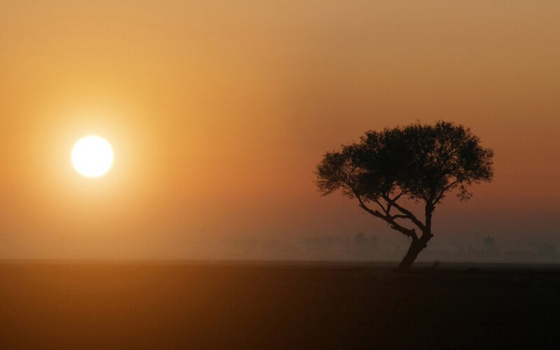 Silhouette of Lone Tree — Orange