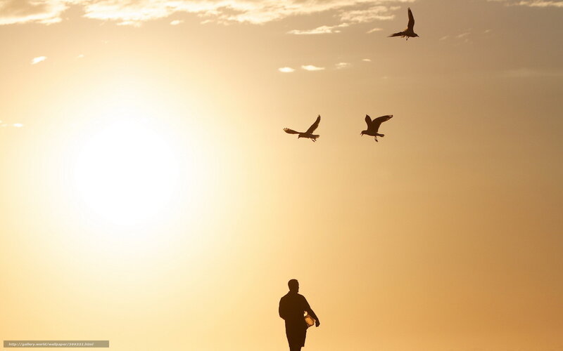 Silhouette of man feeding birds
