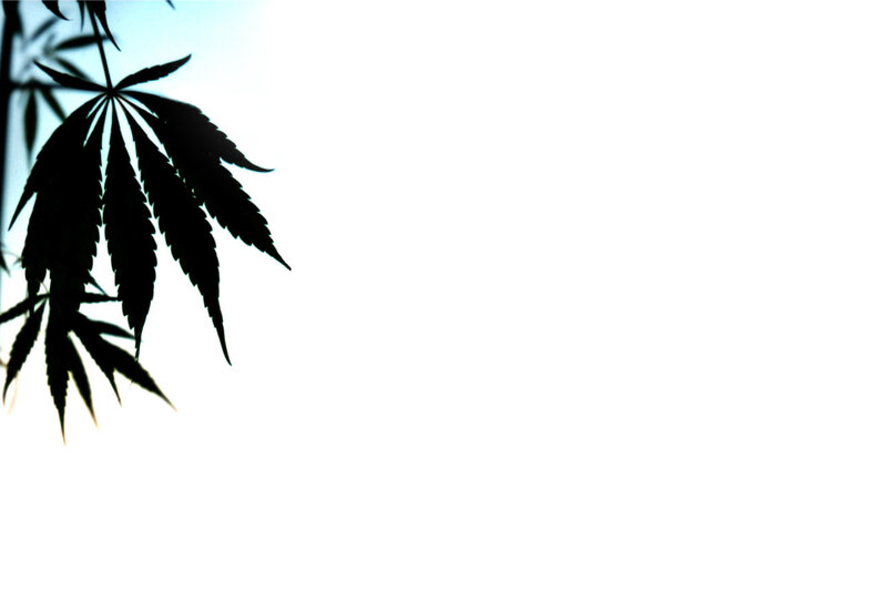 silhouette of maple leaves