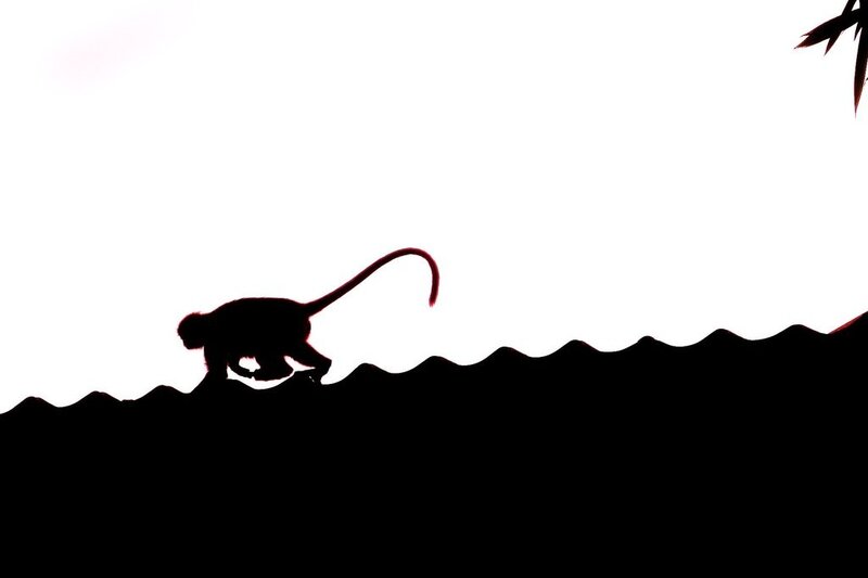 silhouette of monkey on ridge