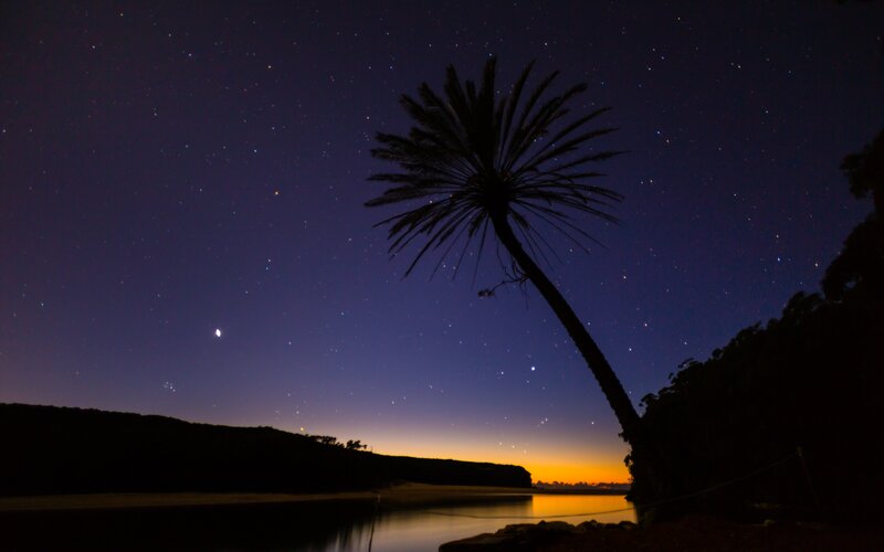 Silhouette of Palm Tree — Black, Serene