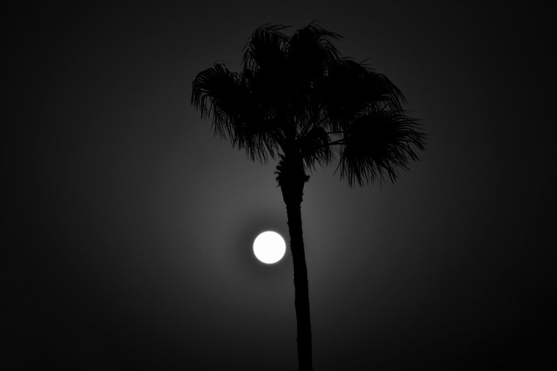 Silhouette of Palm Tree — Black