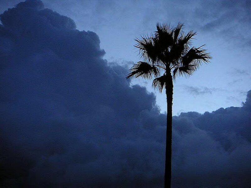Silhouette of Palm Tree — Blue, Dramatic, Night