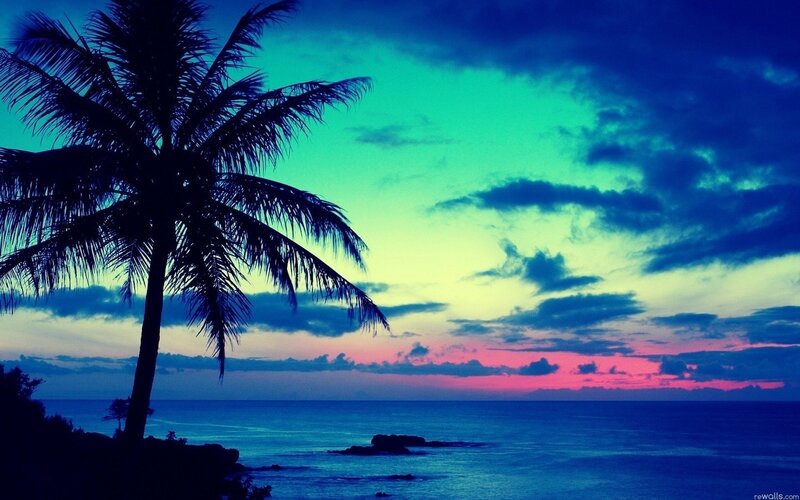 Silhouette of Palm Tree — Blue, Dramatic, Sunset, Photograph, Ocean