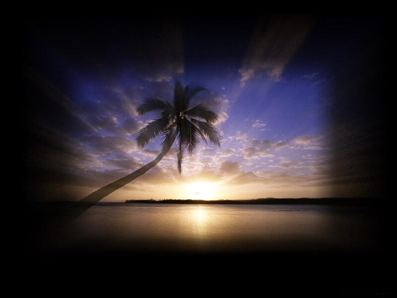 Silhouette of Palm Tree — Blue, Dramatic, Sunset, Photograph, Sun