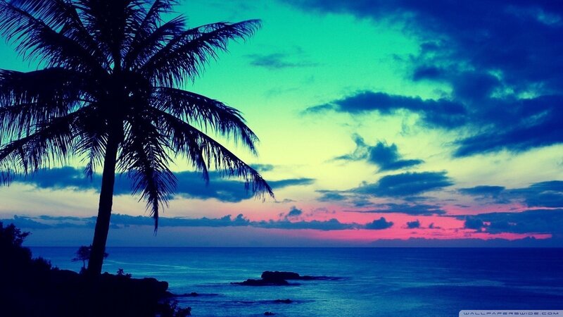 Silhouette of Palm Tree — Blue, Dramatic, Sunset, Photograph