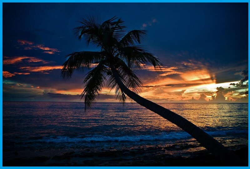 Silhouette of Palm Tree — Blue, Dramatic, Sunset