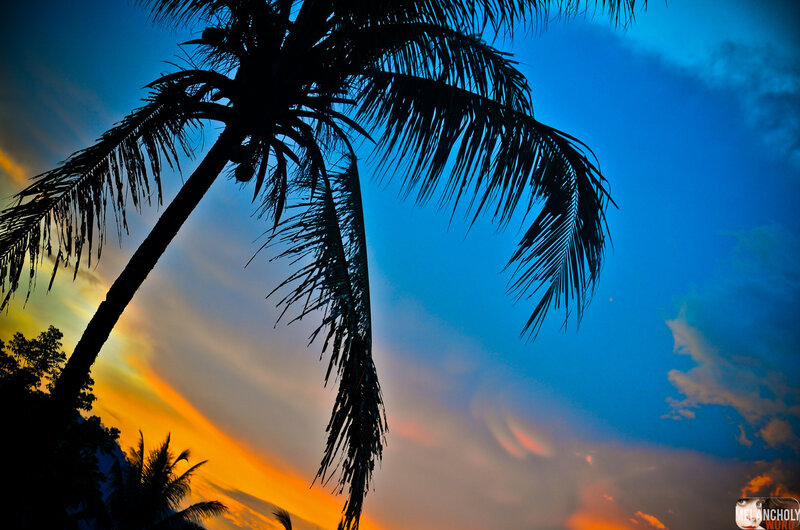 Silhouette of Palm Tree — Blue, Dramatic