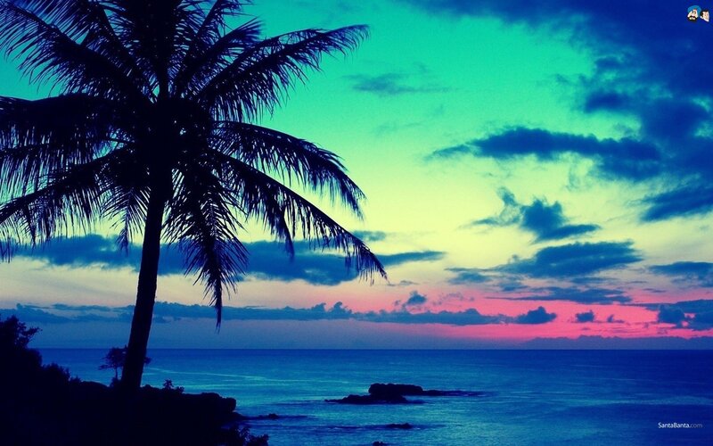 Silhouette of Palm Tree — Blue, Serene, Sunset, Photograph, Ocean, Sky, Clouds
