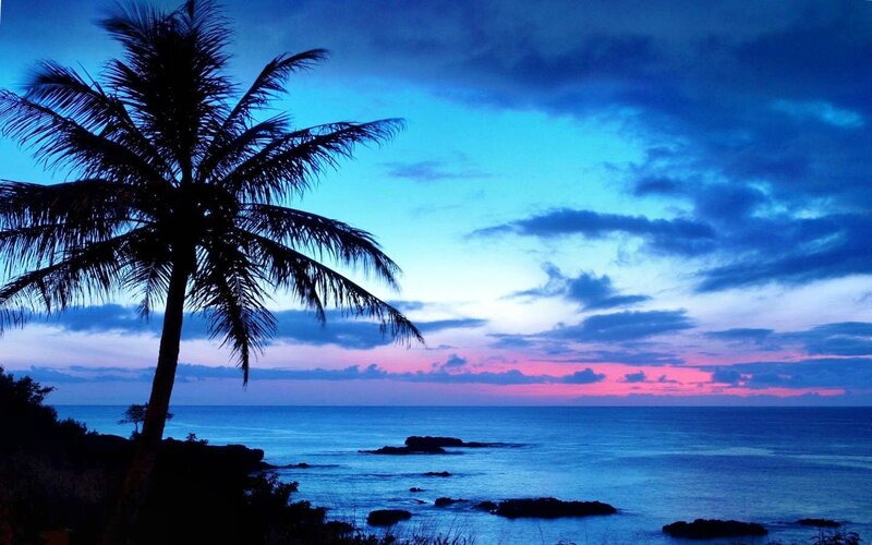 Silhouette of Palm Tree — Blue, Serene, Sunset, Photograph, Ocean