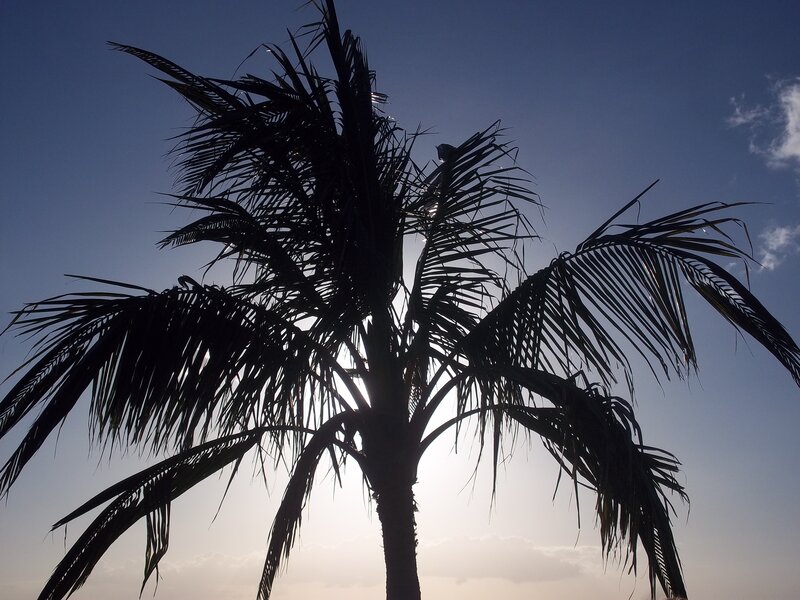 Silhouette of Palm Tree — Blue, Serene, Sunset, Photograph, Sky