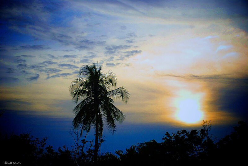 Silhouette of Palm Tree — Blue, Serene, Sunset, Photograph, Sun