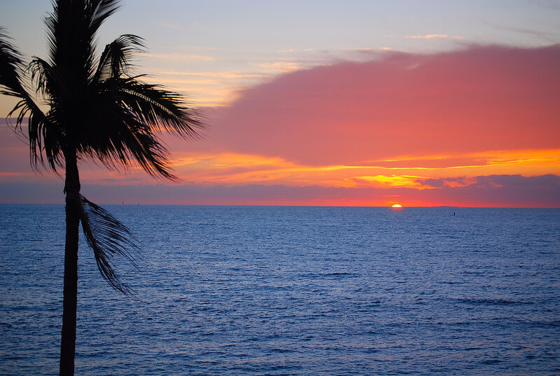 Silhouette of Palm Tree — Blue, Serene, Sunset