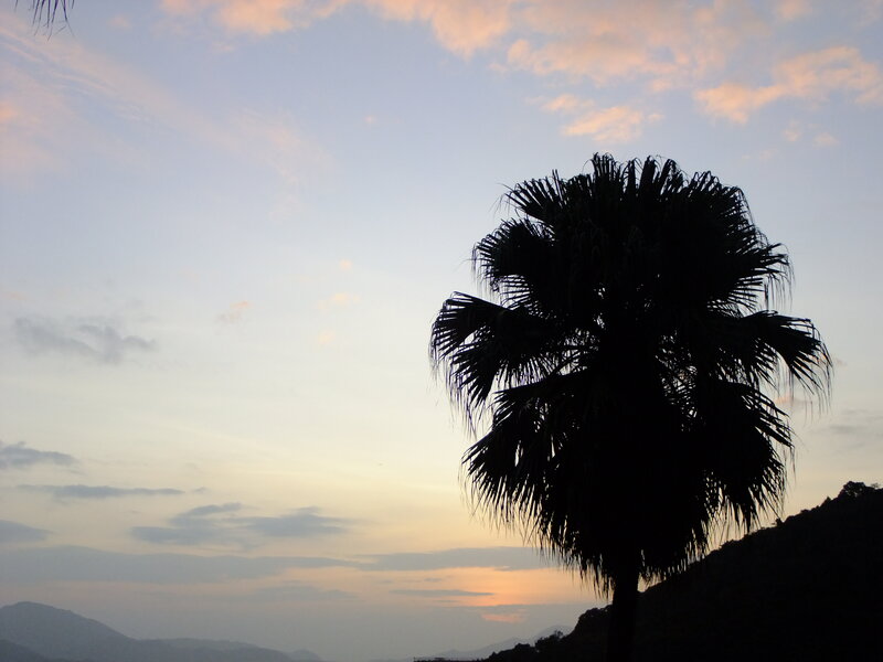 Silhouette of Palm Tree — Blue, Serene
