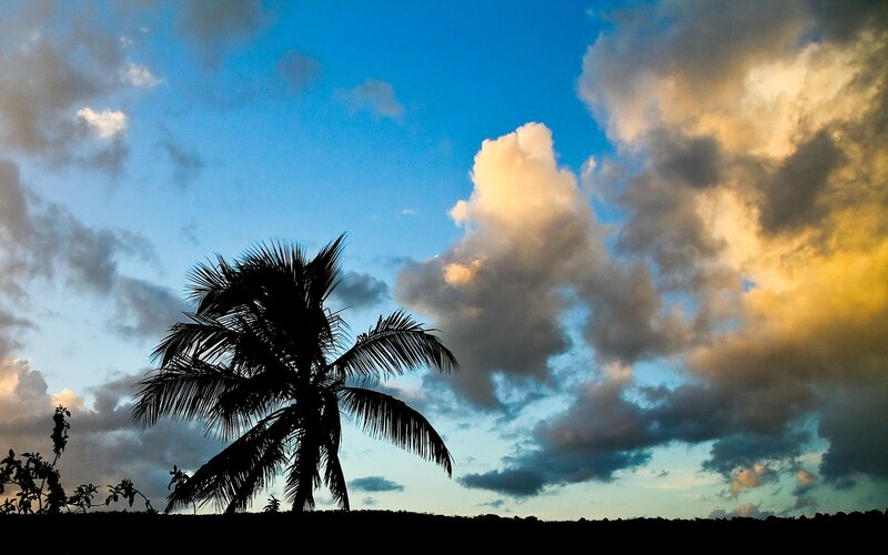 Silhouette of Palm Tree — Blue