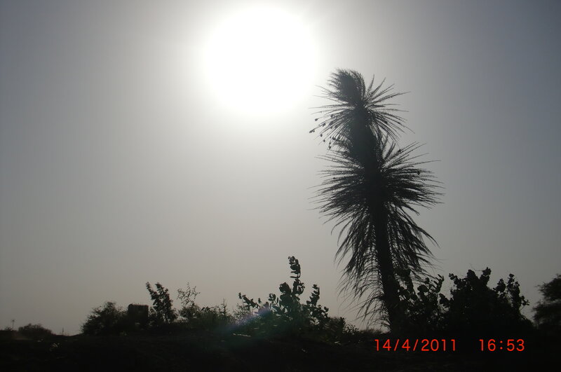 Silhouette of Palm Tree — Gray