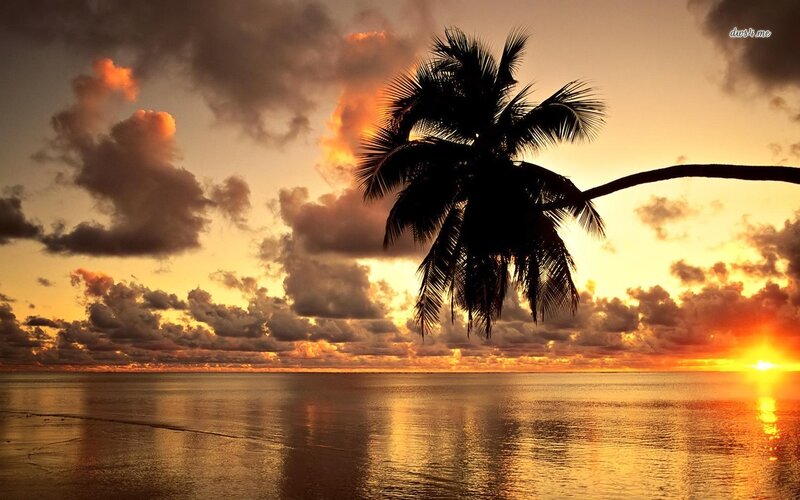 Silhouette of Palm Tree — Orange, Dramatic, Sunset, Photograph, Ocean, Clouds