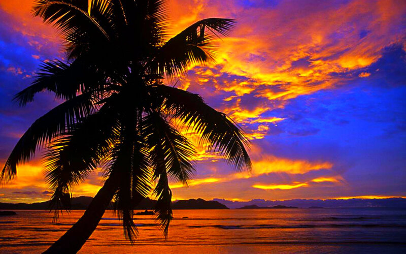 Silhouette of Palm Tree — Orange, Dramatic, Sunset, Photograph, Ocean, Sky, Mountains