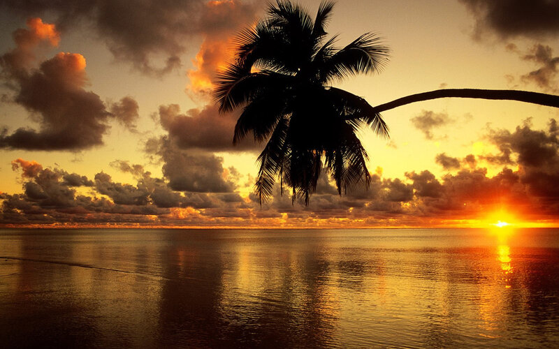 Silhouette of Palm Tree — Orange, Dramatic, Sunset, Photograph, Palm Tree, Ocean, Clouds, Yellow